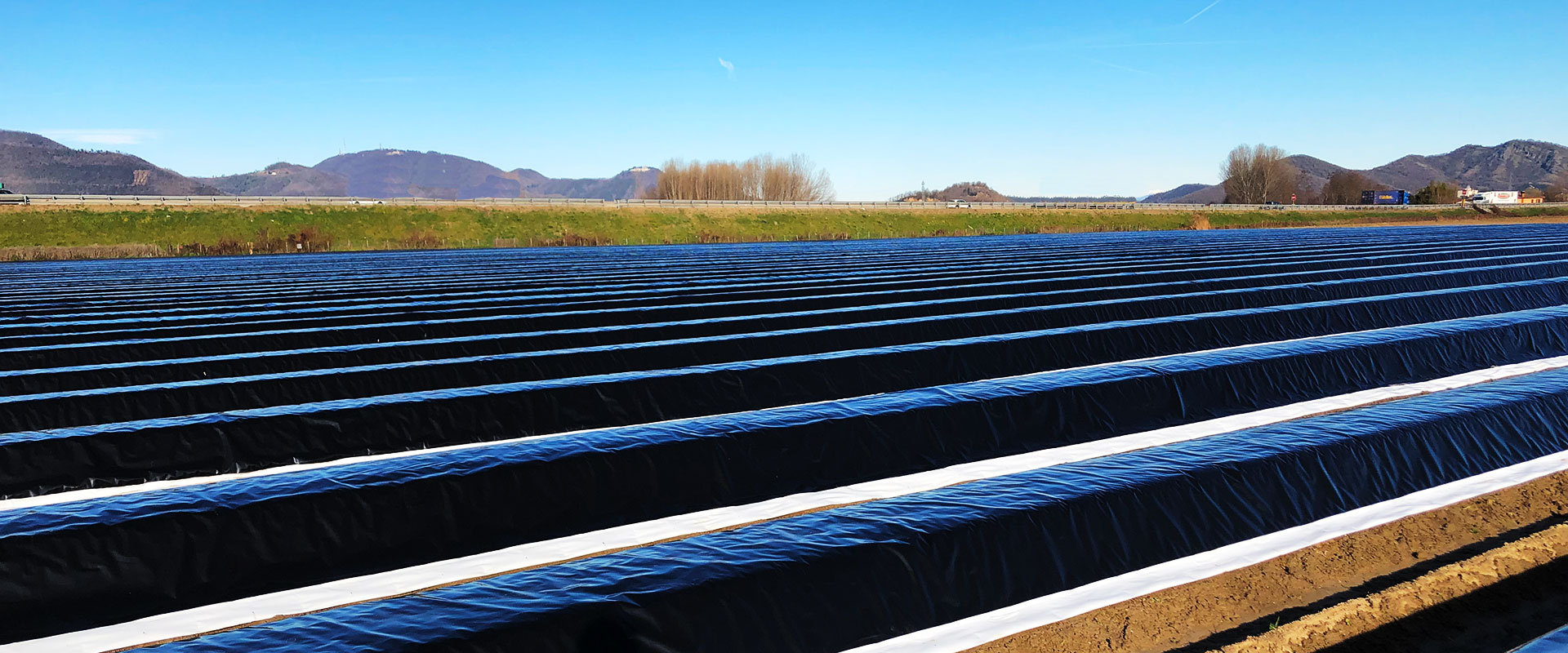 Il Re di Primavera – Asparagi di Pernumia - Azienda Agricola Baraldo Luigino - Pernumia Padova