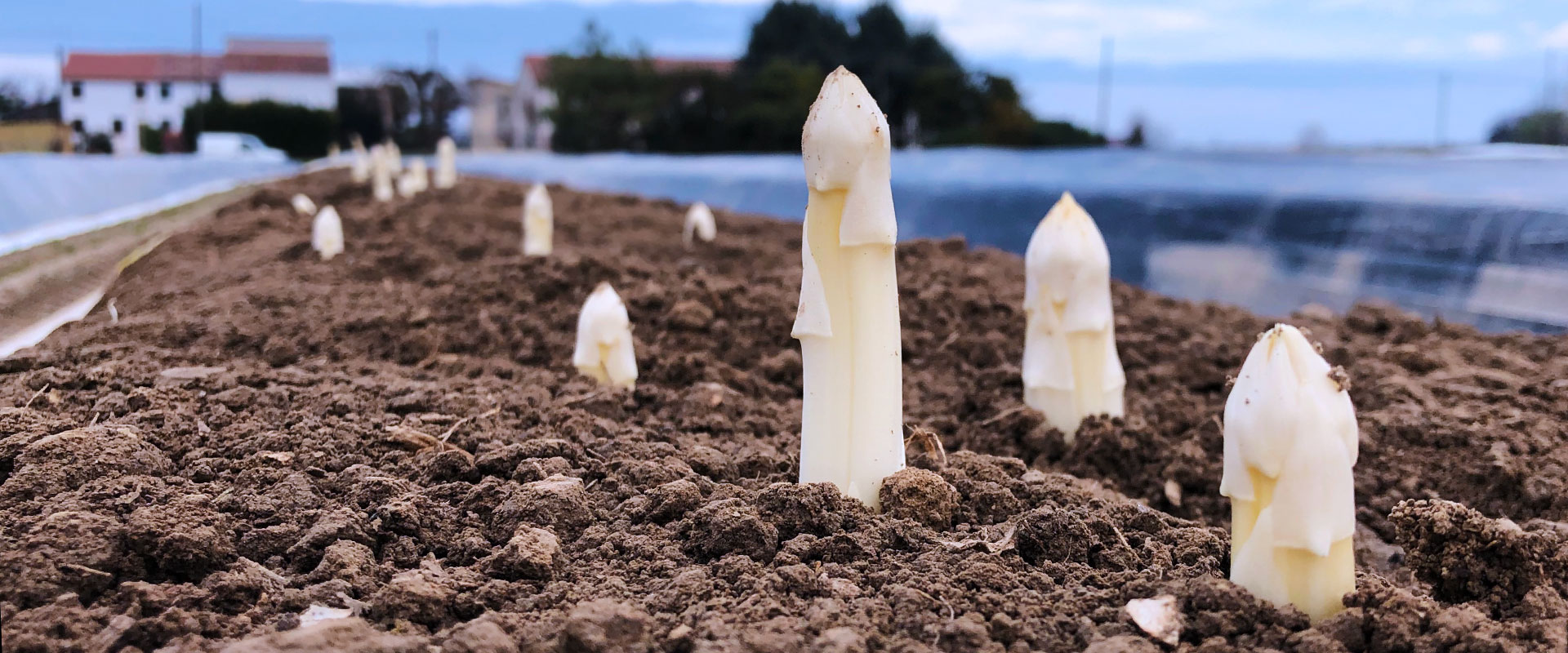 Il Re di Primavera – Asparagi di Pernumia - Azienda Agricola Baraldo Luigino - Pernumia Padova